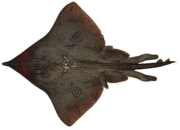 Ray Fish - Skate Fish
